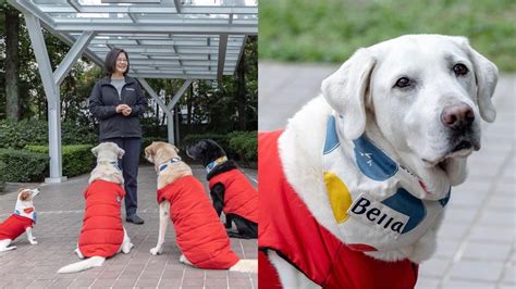 蔡英文 生肖|蔡英文與愛犬最後告別！相約等她回家 道別後安然離世｜東森新 